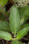 Fringeleaf wild petunia